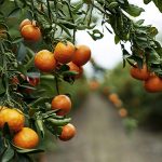 sa-citrus2